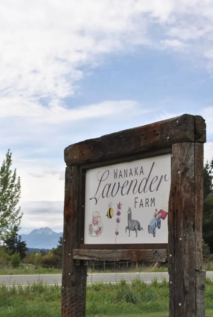 Lavander farm sign 768x1144 1
