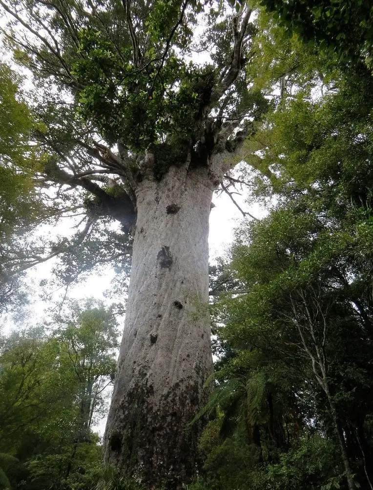 Tane Mahuta Waipoua Forest
